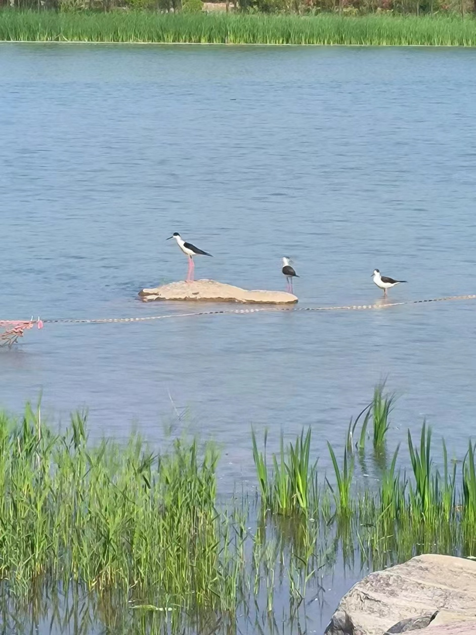 鸟界“超模”现身临颍县黄龙湿地公园